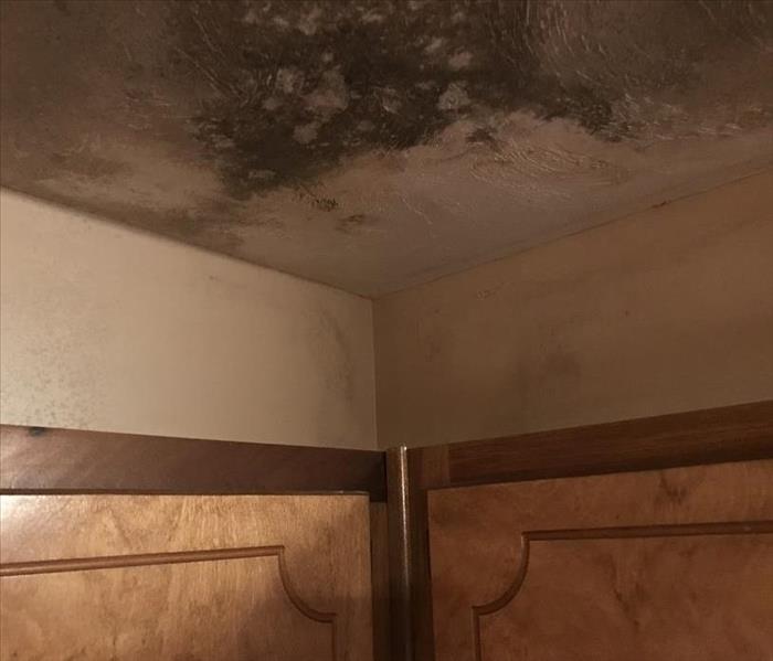 Top of kitchen cabinets and corner of ceiling.  Significant mold growth on ceiling