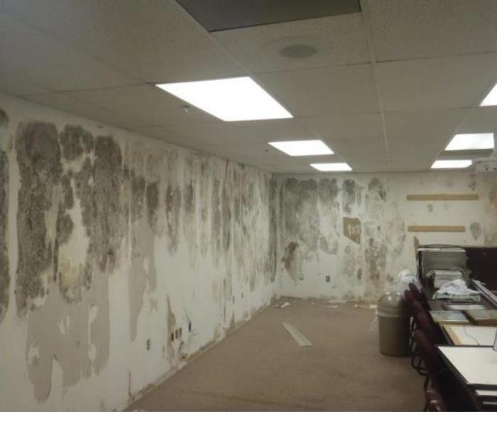 Mold growing in Leon County Offices