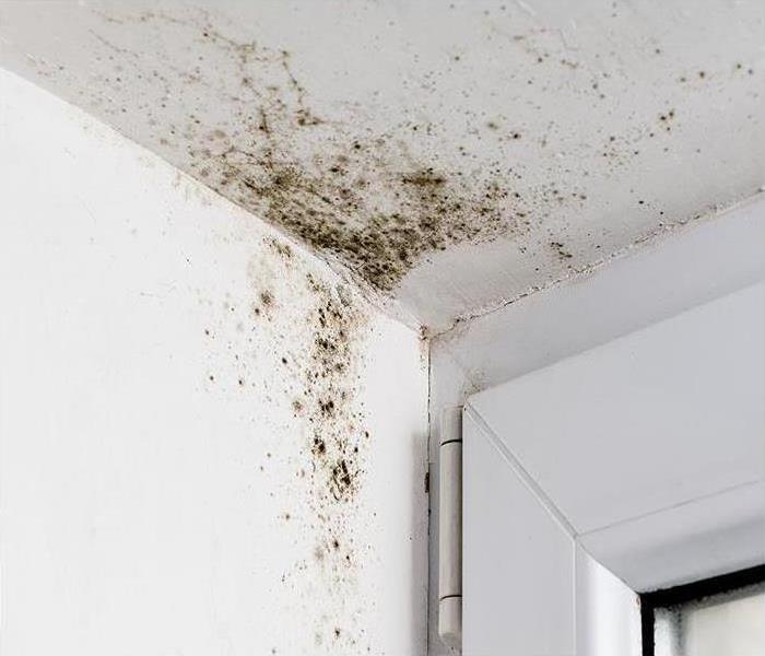 Mold crawling up the wall of this business