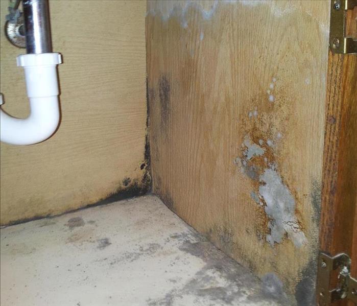 mold under a kitchen cabinet